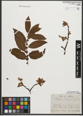 Foto von Salix silesiaca Willd.